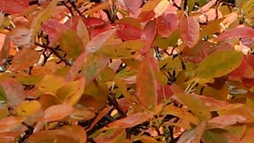 Kupfer-Felsenbirne (Amelanchier lamarckii) Laubfärbung im Herbst