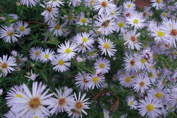 Aster