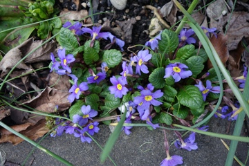 Eine sehr kleinblättrige Teppichprimel am Beetrand in mittlrem Blau (Sorte 'Usambarablau'?)