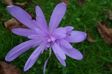 Cochicum /Herbstzeitlose 'Waterlily'.Trotz Gift schmeckt es den Schnecken