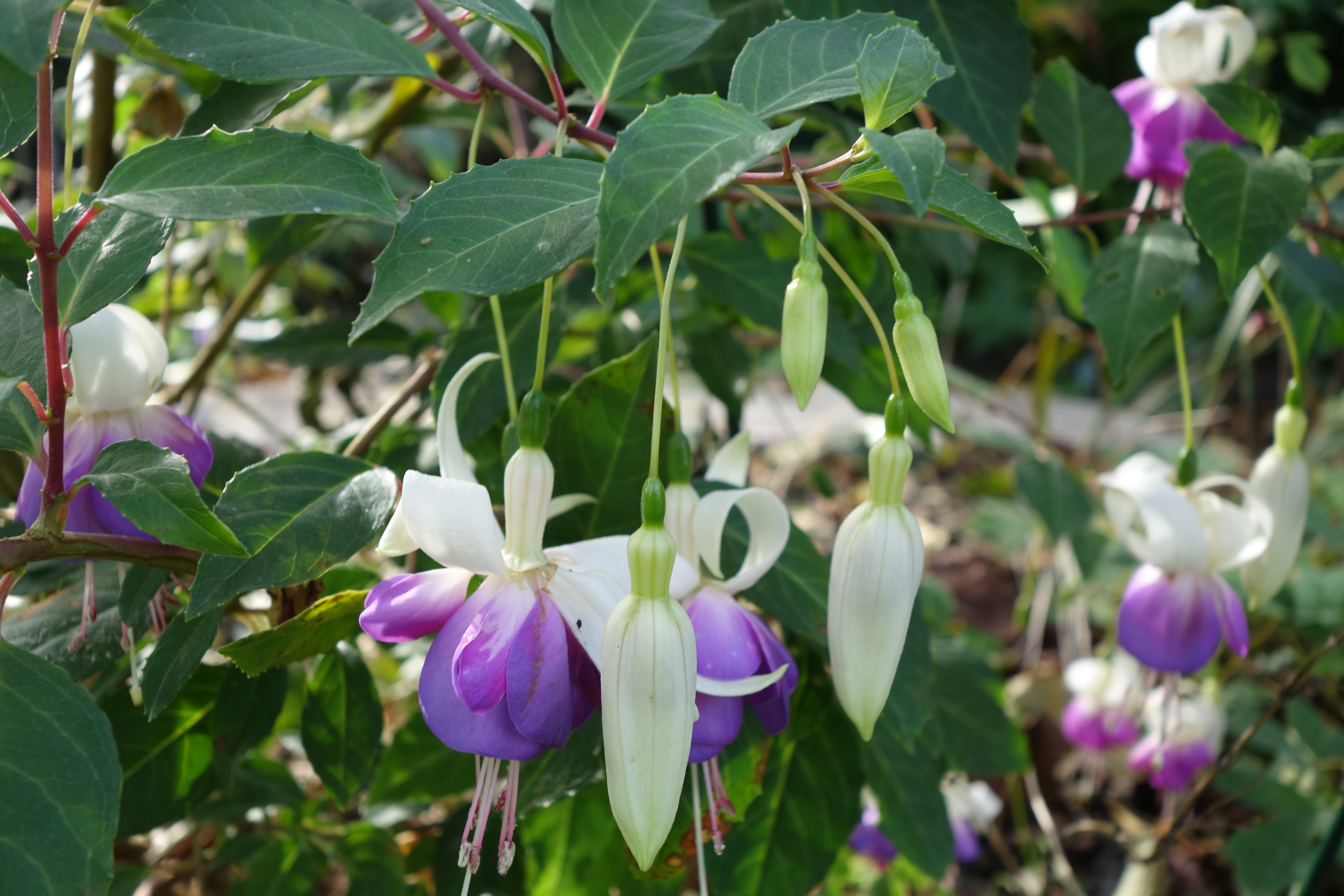 Fuchsia 'Blue Sarah' gilt als winterhart, wird von mir in diesem Jahr getestet.