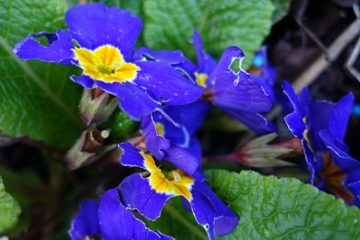 Zum Wegwerfen zu schade: Die Kissenprimel ist seti drei jahren im Garten und blüht in einer tiefblauen Farbe mit gelbem Auge seit Ende Februar.