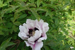 Diese Baumpäonienzüchtung lässt an den dunklen Basalflecken den Einfluss von Paeonia rockii erkennen