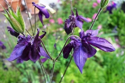 Aqulegia atrata (Schwarz-violette Akelei)