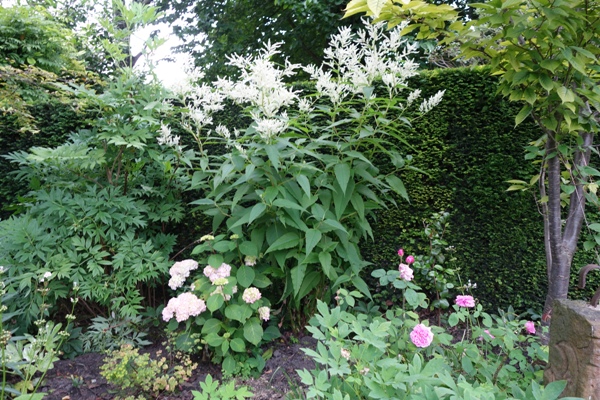 Aconogonon speciosum 'Johanniswolke', links davon die Strauchpäonie Paeonia delavayi, davor die erst aufblühende Hortensie Hydrangea macrophylla 'Otaksa'