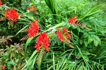 Montbretie (Crocosmia masionorum)
'Lucifer'