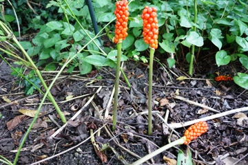Prächtige korallenrote Beeren zieren den Fruchstand, währen die Blätter vergangen sind; im Hintergrund Elfenblumen