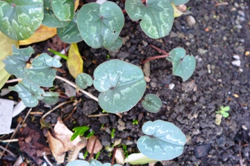 Nur schwach ist die Zeichnung beim Kilikischen Alpenveilchen (Cyclamen cilicium)