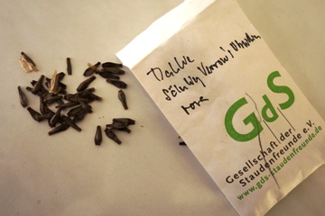 Dahliensamen aus eigener Ernte