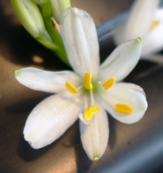 Der Griffel ist nach oben gebogen.