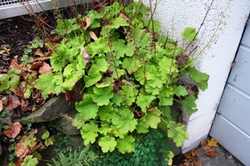 Die Ursprungspflanze an der Ecke zum Zaun des Nachbarn und der Garage agf dm Scheitel der Trockenmauer wird immer ein wenig verkleinert, um den Leberbl&uuml;mchen links daneben Licht zu lassen.