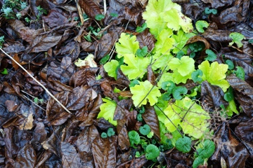 Aufleuchten in der Wintersonne