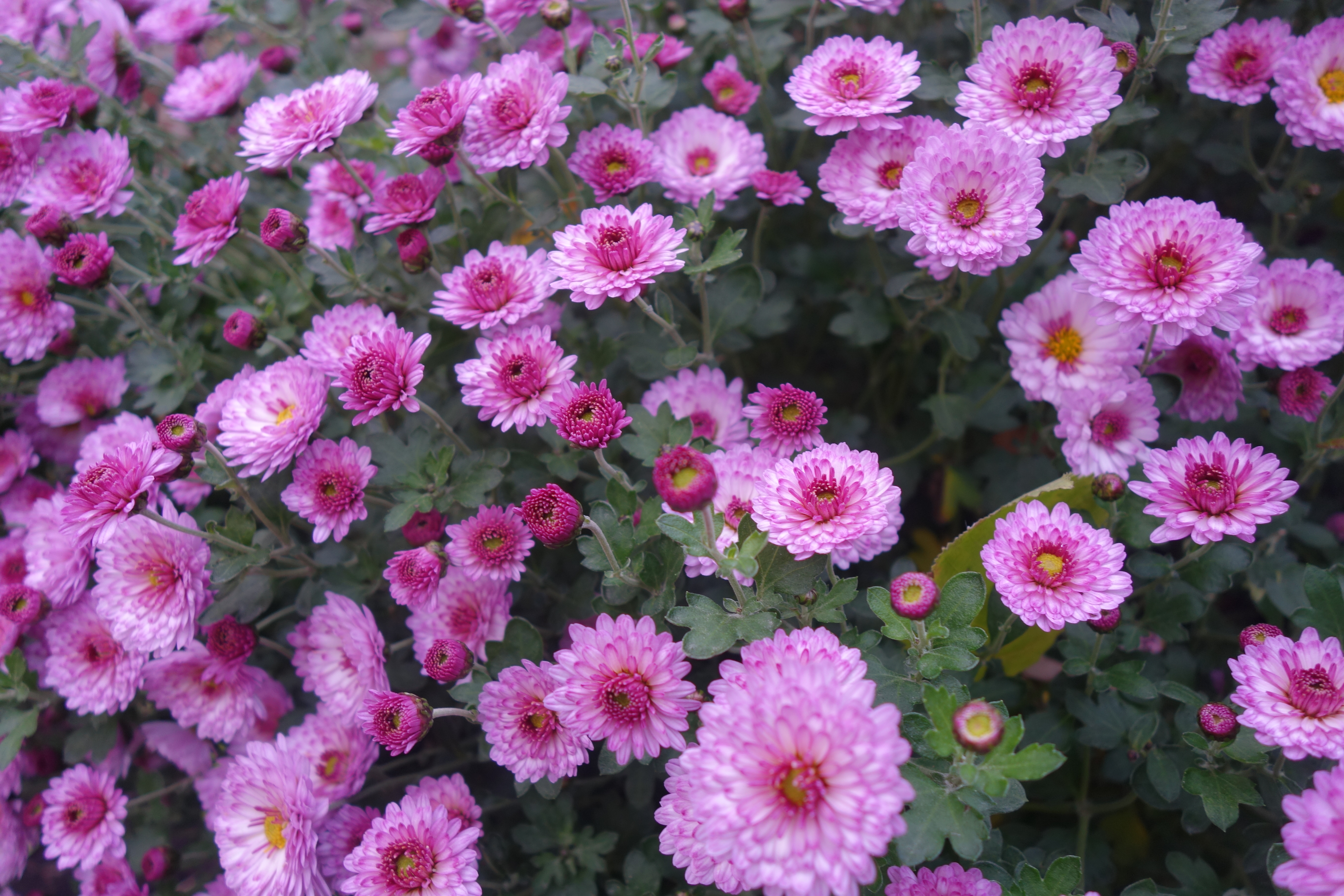 Chrysantheme 'Anastasia'