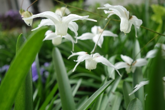 Elfenblume (Epimedium x 'Arctic Wings'