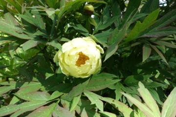 Hellgelbe Blütenblätter umhüllen dunkelgebe Staubgefäße: Kultivar der Baumpäonie (Paeonia arborescens)