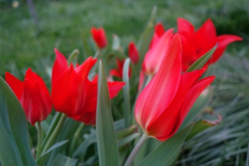 Wildtulpe Tulipa hageri