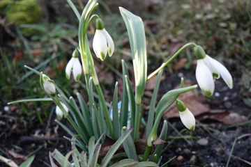 "Anfängerschneegklöckchen
Galanthus nivalis 'Viridapice' 