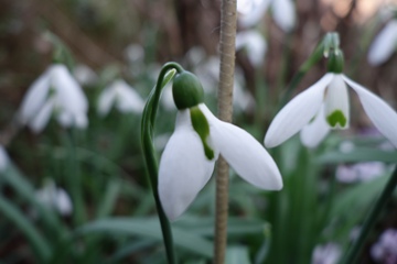 Zwei Unterarten des türkischen Schneeglöckchens (Galanthus elwesiii) nebeneinander, var. elwesii links und var. monosticus rechts