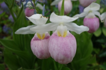 Königin-Frauenschuh (Cypripedium reginae)