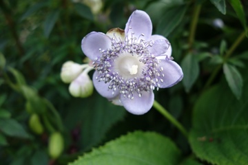 Deinanthe caerulea (Scheinhortensie)