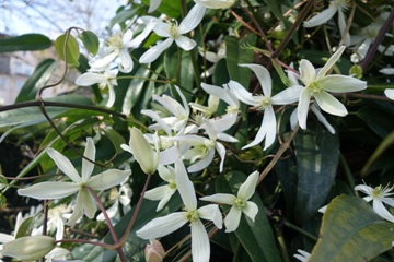 Clematis armandii (Foto März 2020)
