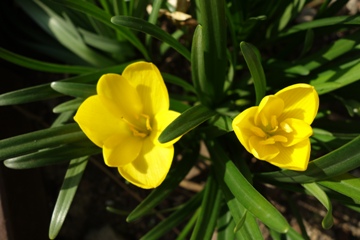 Sternbergia lutea (Herbst-Goldbecher, Goldkrokus, Gewitterrblume)