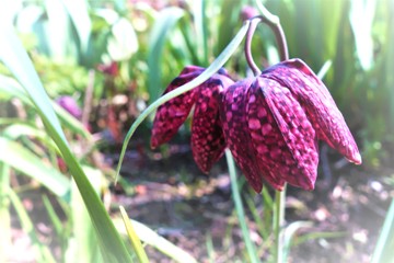 Schachbrettblume (Fritillaria meleagris)