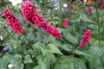 Kerzenknöterich Bistorta amplexicaulis 'Fat Domino'