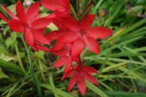 Schizostylis coccinea  'Major'  (Sumpfspaltgriffel) blüht rot und vermehrt sich in meinem Garten´. 