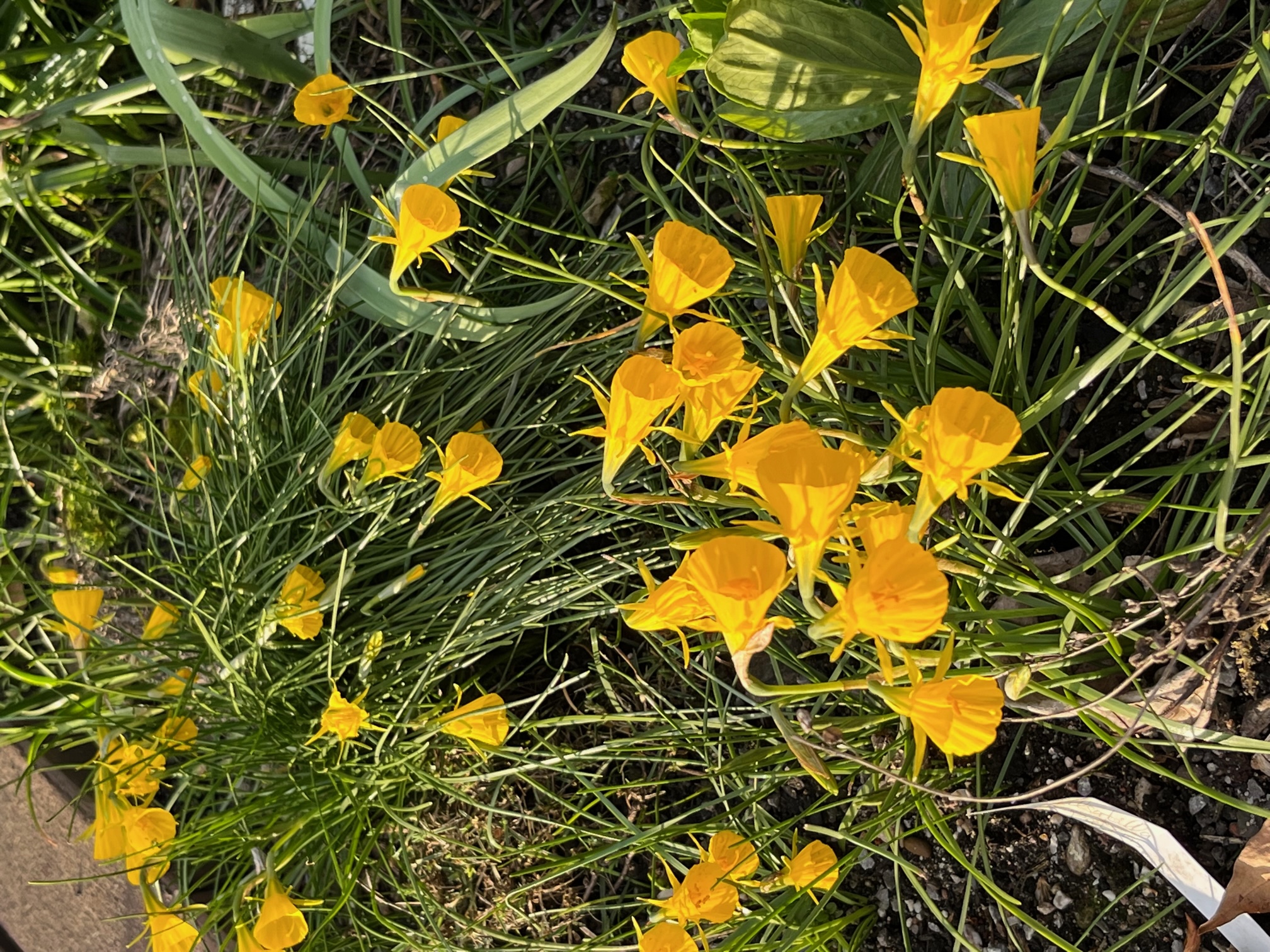 Gut vermehrt haben sich die Reifrocknarzissen im Laufe der Jahre Gut vermehrt haben sich die Reifrocknarzissen im Laufe der Jahre