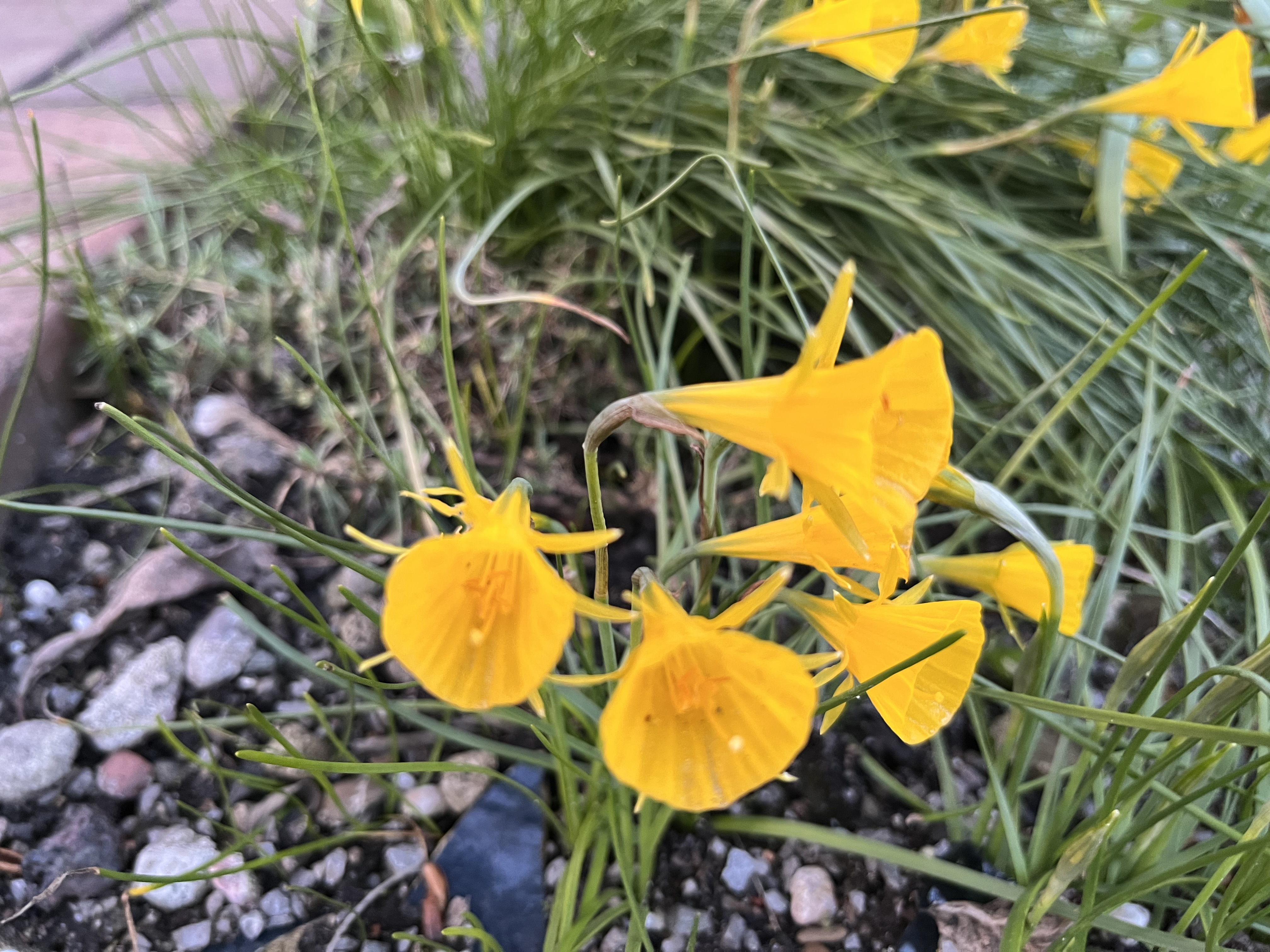 Aus der Nähe sieht man die bizarr abstehenden äußeren Blütenblätter und die gerieften Trichter. Aus der Nähe sieht man die bizarr abstehenden äußeren Blütenblätter und die gerieften Trichter.