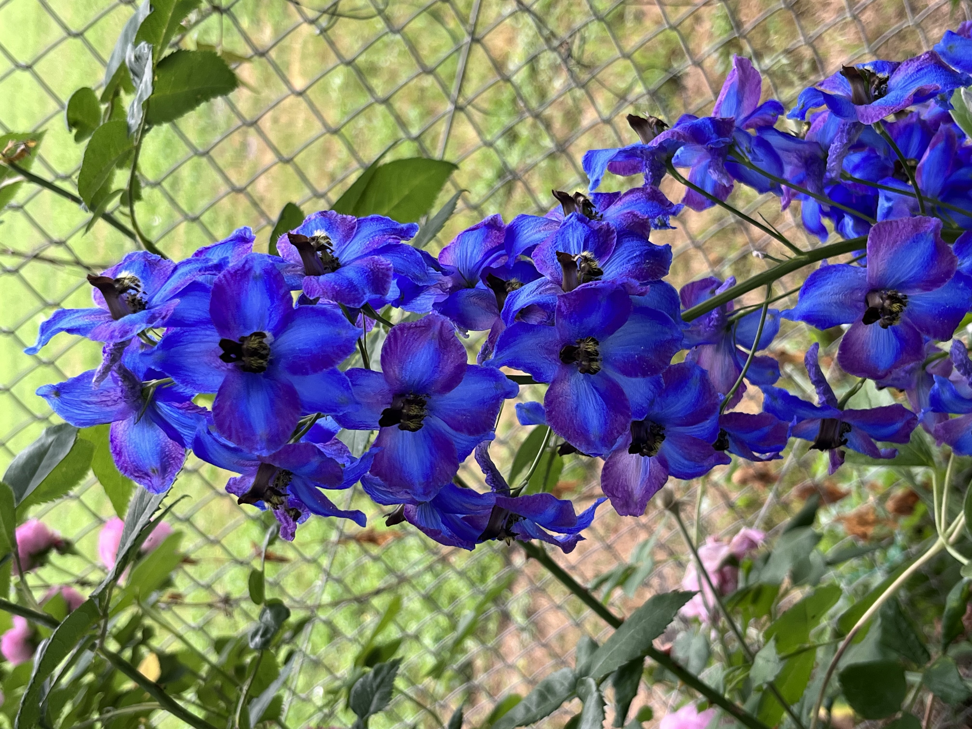 Einmaliges Farbspel eines Rittersporns Einmaliges Farbspel eines Rittersporns