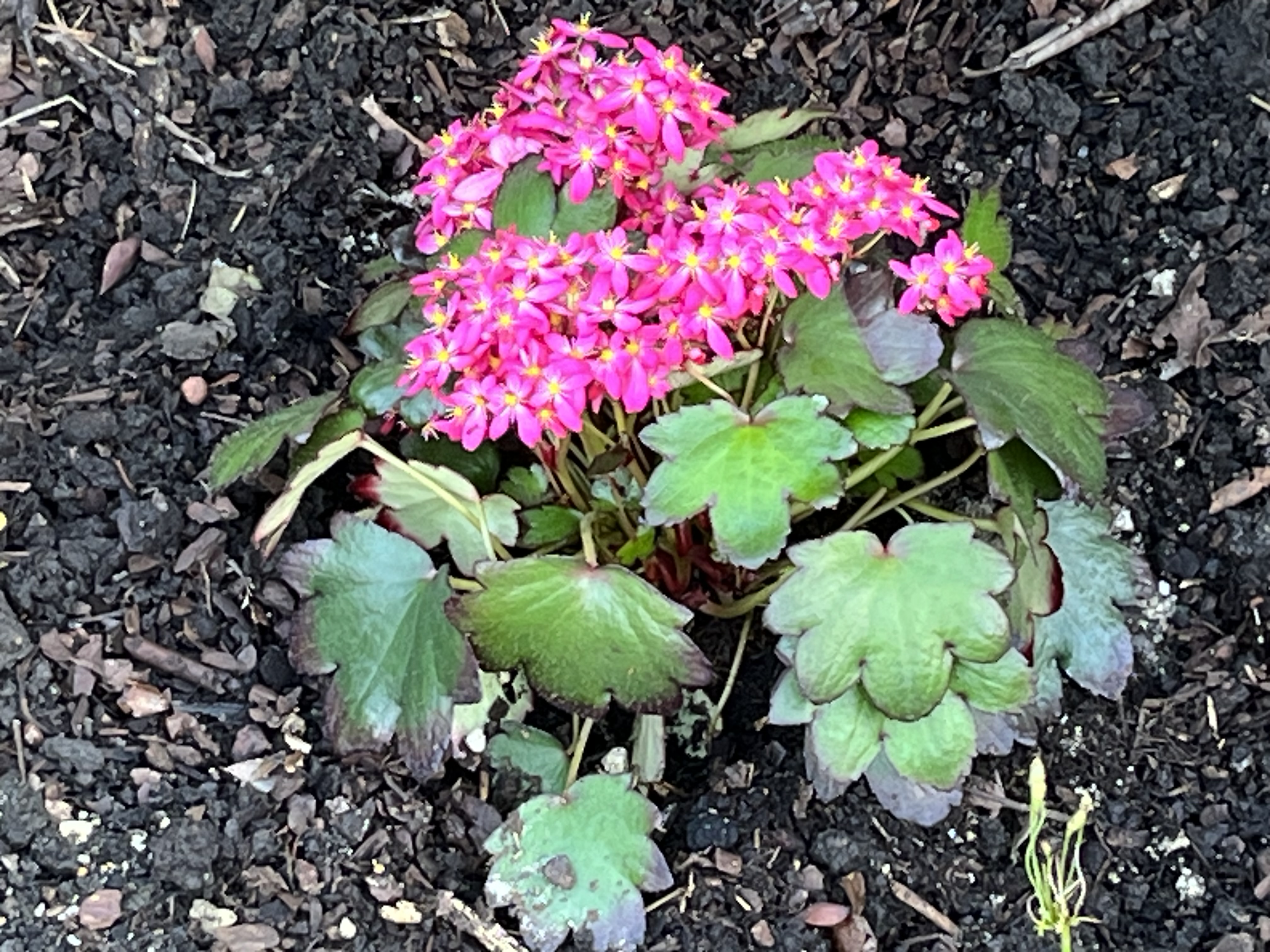 Filigrane Schönheit: Saxifraga cortusifolia Filigrane Schönheit: Saxifraga cortusifolia