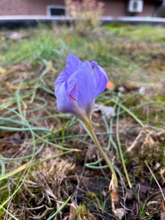 Ein letzter der im August gepflanzten Herbstkrokusse blüht noch: Crocus speciosus subsp. speciosus Ein letzter der im August gepflanzten Herbstkrokusse blüht noch: Crocus speciosus subsp. speciosus