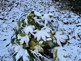 Die gleiche Fatsia im Januar im Schnee Die gleiche Fatsia im Januar im Schnee