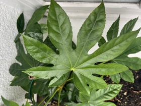 Das schöne neunfingrige Blatt bei einem der Exemplare in der Pflanznische des Hauses Das schöne neunfingrige Blatt bei einem der Exemplare in der Pflanznische des Hauses