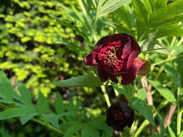 Paeonia delavayi Paeonia delavayi