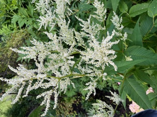 Die Anordnung der Einzelblüten ähnelt
ein wenig Perlenschnüren Die Anordnung der Einzelblüten ähnelt
ein wenig Perlenschnüren