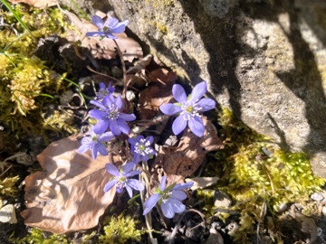 Gewöhnliches Leberblümchen (Hepatica nobilis) Gewöhnliches Leberblümchen (Hepatica nobilis)