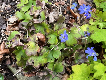Das Siebenbürger Leberblümchen vor der Teilung Das Siebenbürger Leberblümchen vor der Teilung