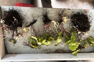 Es sind fünf Pflanzen nach der Teilung. Im nächsten Frühjahr wird sich zeigen, ob ich es richtig gemacht habe. Es sind fünf Pflanzen nach der Teilung. Im nächsten Frühjahr wird sich zeigen, ob ich es richtig gemacht habe.