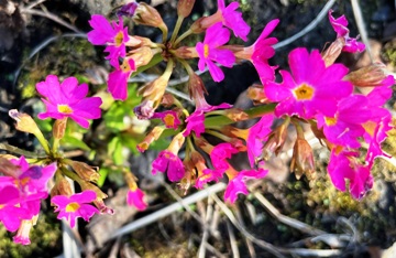 Karminrot ist die Blüte der Rosenprimel Karminrot ist die Blüte der Rosenprimel