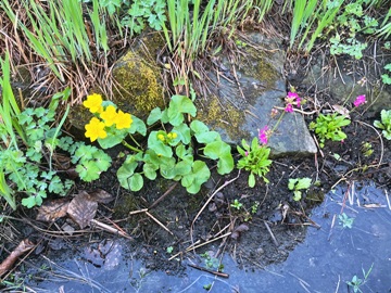 Die Blüte der Rosenprimel geht, die der Sumpfdotterblume kommt. Die Blüte der Rosenprimel geht, die der Sumpfdotterblume kommt.
