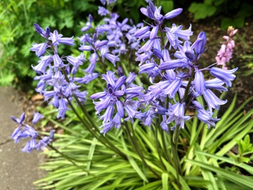 Der Unterschied ist deutlichu erkennen: Spanisches Hasenglöckchen (Hyancinthoides hispanica9 Der Unterschied ist deutlichu erkennen: Spanisches Hasenglöckchen (Hyancinthoides hispanica9