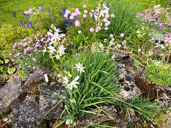 Welche Graslilienart? Graslilie onTop des Steingartens Welche Graslilienart? Graslilie onTop des Steingartens