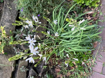 Graslilie am Fuß der Trockenmauer Graslilie am Fuß der Trockenmauer