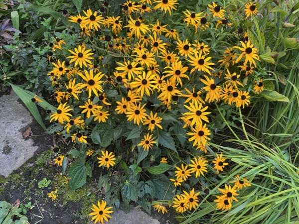 Üppiger Blütenflor von 'Goldsturm' nach zwei Jahren Standzeit Üppiger Blütenflor von 'Goldsturm' nach zwei Jahren Standzeit