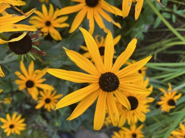 Rudbeckia fulgida var. sullivantii 'Goldsturm' Rudbeckia fulgida var. sullivantii 'Goldsturm'