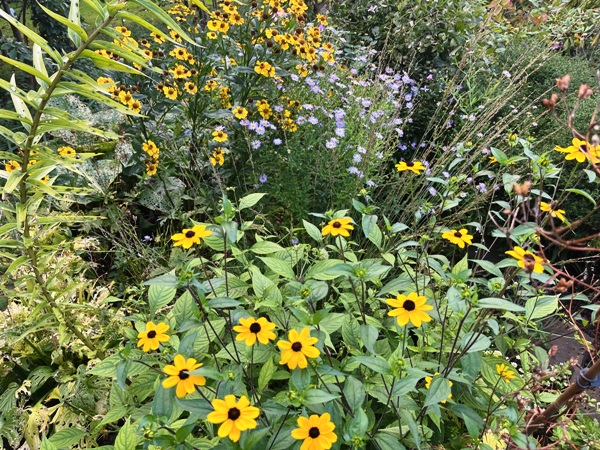 Rudbeckia triloba, hinten von links: Helenium 'El Dorado' (Sonnenbraut), Kalimeris - eigene Selektion (Schönaster), Molinia caerulea 'Heidebraut' (Gewöhnl. Pfeifengras), umrahmt vo einem abgeblühten Stängel von Lilium henryi (Riesentürkenbund) Rudbeckia triloba, hinten von links: Helenium 'El Dorado' (Sonnenbraut), Kalimeris - eigene Selektion (Schönaster), Molinia caerulea 'Heidebraut' (Gewöhnl. Pfeifengras), umrahmt vo einem abgeblühten Stängel von Lilium henryi (Riesentürkenbund)