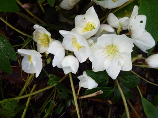 Christrose, Schneerose (Helleborus niger)